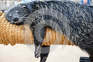 The fat bear Binturong sleeping pleasantly and comfortably on his plaything in a fine day photo