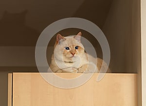 fat beautiful red and white happy cat is lying on kitchen set