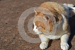 Fat Beige and White Spotted Cat Resting in the Sun