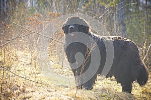 Fat big dog posing in a field