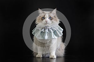 Fat big ragdoll cat wears cute collar, look at camera, blue eyes cat in black background