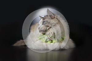 Fat big ragdoll cat wears cute green collar side face, beautiful blue eyes cat, black background