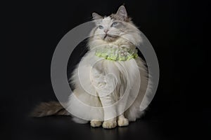 Fat big ragdoll cat wears cute green collar stand, beautiful blue eyes cat, black background