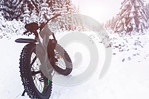 Fat bike in the winter forest. Cycling, fat biking in winter