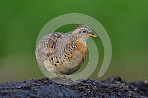 Fat bird on the dirt high with soft lighting and green environment, yellow-legged buttonquail