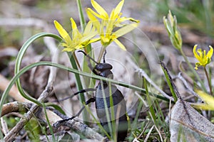 Fat black beetle is female European Oil beetle or Meloe proscarabaeus. Insect can damage the skin by poisonous secretion