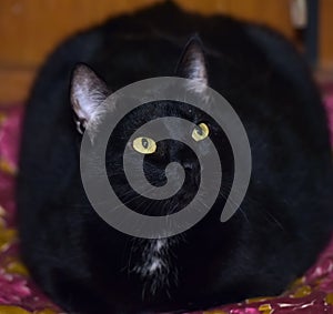 Fat black cat with yellow eyes
