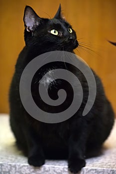 Fat black cat with yellow eyes