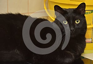 Fat black cat with yellow eyes