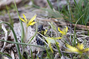 Fat black European oil beetle eating flower Gagea lutea. Insect Meloe proscarabaeus can damage the skin by poisonous secretion