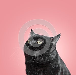 Fat black funny cat looks up on a pink background photo