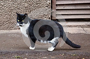 Fat black-and-white cat at the basement window