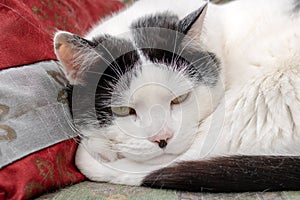 Fat black and white cat sleeping on pillow