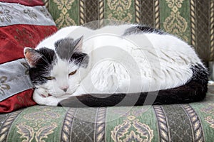 Fat black and white cat sleeping on pillow