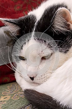 Fat black and white cat sleeping on pillow