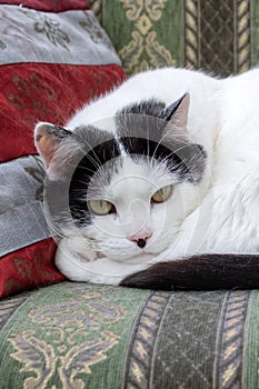 Fat black and white cat sleeping on pillow