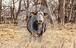 Fat black white faced cow stares into camera in winter field with bare trees in background - face in sun - selective focus