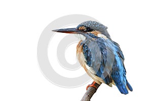 Fat blue and brown bird with large bills calmly perching on wooden twig, common kingfisher isolated on white background