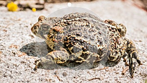 Fat Boreal Toad - Bufo boreas