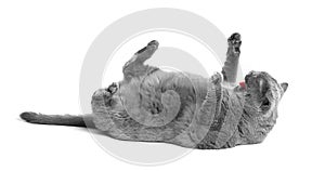 A fat British cat lies on its back on a white background, raising its paws up and hissing