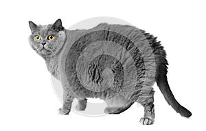 A fat British cat stands on a white background