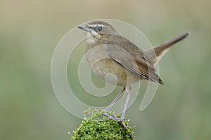 Fat brown bird happily perching on top of moss spot with oval shape in expose to evening low light, female Siberian rubythroat