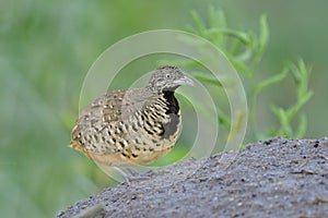 Fat brown camouflage brown bird with black chest steping on sand dunes in its territory when alerting to male calling, female