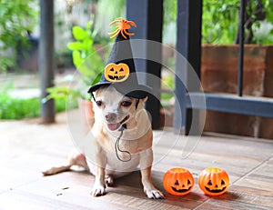 Fat brown Chihuahua dog wearing Halloween witch hat decorated with pumpkin and spiderà¸¡ sitting with halloween pumpkin, smiling