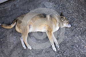 Fat brown dog 16 years old sleep on a concrete floor