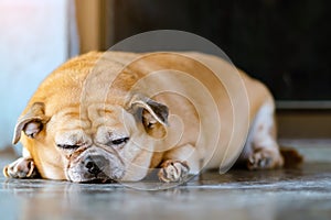 Fat brown old dog lying in front of the door and waiting for his owner to come home. Lonely cute dog lies on cement floor and