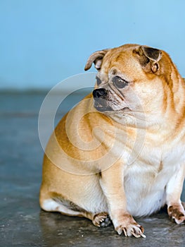 Fat brown old dog sit in front of the door and waiting for his owner to come home. Lonely cute dog resting on cement floor and