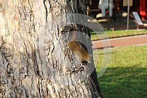 Fat Brown Squirrel Climbing on a Tree