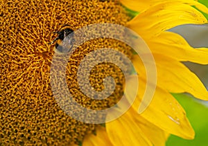 fat bumblebee sits in the middle of a yellow sunflower