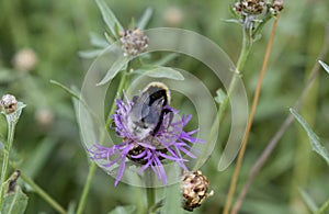 Fat bumblebee in thin flower.