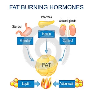 Fat burning hormones. Adiponectin, Leptin, Ghrelin, Cortisol, and Insulin photo