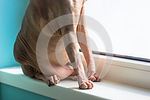 Fat Canadian Sphynx cat with a big belly sits on a white windowsill. Feline pet.