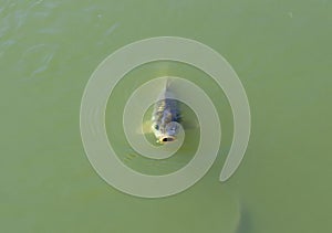 Fat carp floating in the murky pond