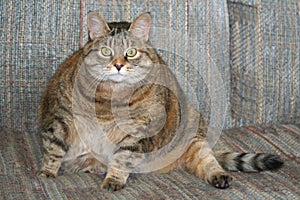 Fat Cat