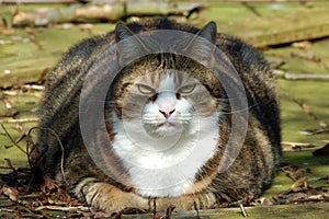 Fat Cat