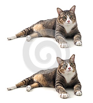 Fat cat cute 3 color font view 2step of head moving