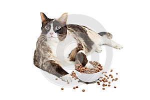 Fat Cat Eating From Overflowing Food Bowl