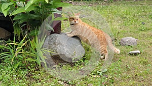 fat cat playing in the grass.  looks so cute