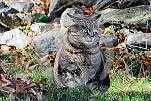 Fat cat sits in autumn in the meadow