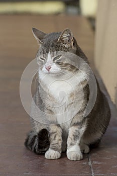 Fat cat sitting on the patio