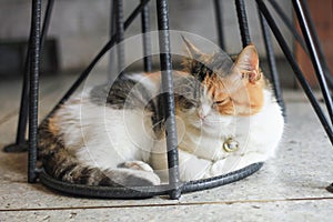 The Fat cat is sitting under a black iron leg chair