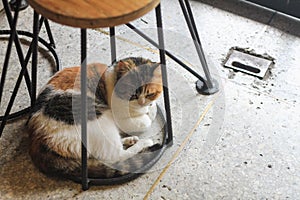 The Fat cat is sitting under a black iron leg chair