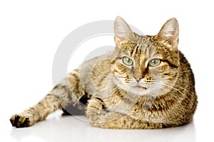 Fat cat. on white background