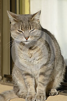 Fat cat in the window