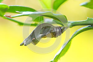 A fat caterpillar perched on a leaf