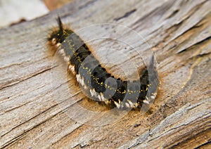 Fat caterpillar on wood